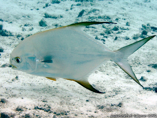 Trachinotus blochii - pompaneau lune Trachinotus blochii - pompaneau lune