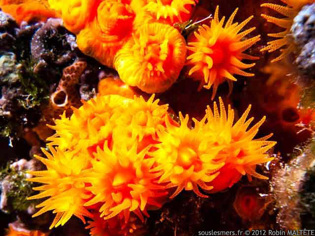 Astroides calycularis - madréporaire orange Astroides calycularis - madréporaire orange