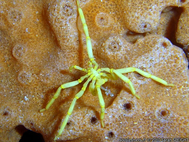 Pseudopallene ambigua - araignée de mer ambigüe Pseudopallene ambigua - araignée de mer ambigüe