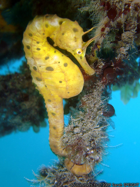 Hippocampus bleekeri - hippocampe ventru du sud australien Hippocampus bleekeri - hippocampe ventru du sud australien