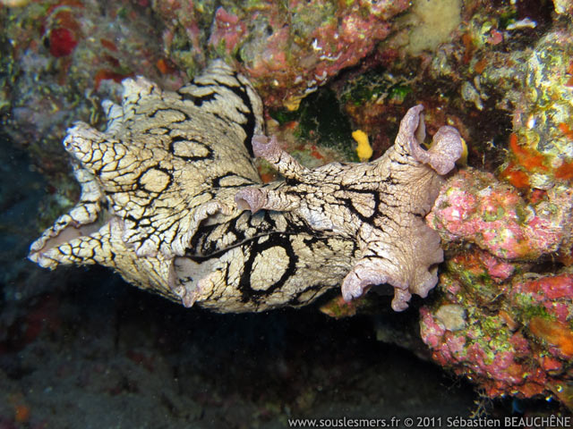 Aplysia dactylomela - aplysie tachetée Aplysia dactylomela - aplysie tachetée