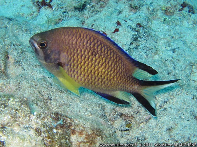 Chromis limbata - castagnole à queue rayée Chromis limbata - castagnole à queue rayée