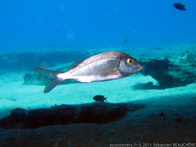 Pagellus erythrinus - pageau commun Pagellus erythrinus - pageau commun