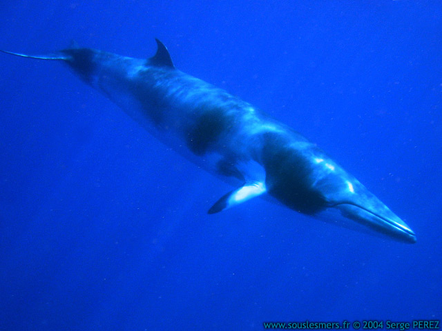 Balaenoptera acutorostrata - petit rorqual Balaenoptera acutorostrata - petit rorqual