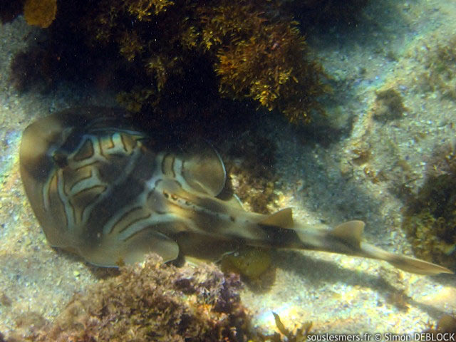 Trygonorrhina fasciata - raie guitare australienne Trygonorrhina fasciata - raie guitare australienne