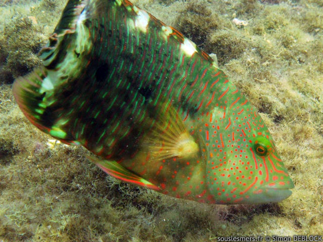 Cheilinus trilobatus - vieille à triple queue Cheilinus trilobatus - vieille à triple queue
