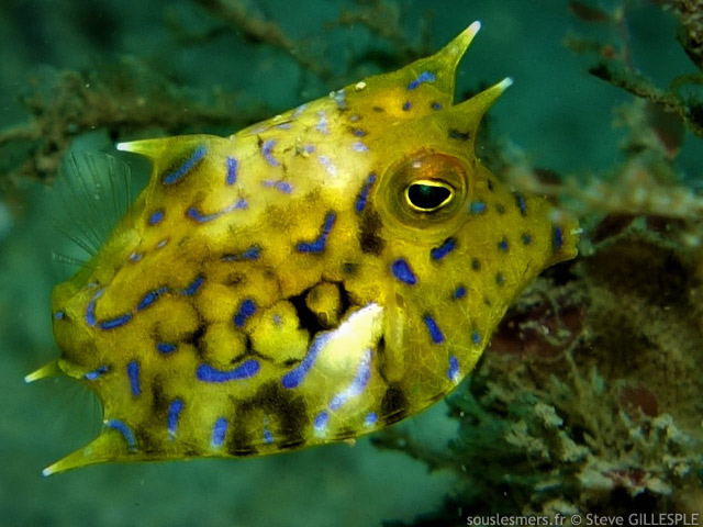 Lactoria fornasini - poisson coffre à épine dorsale Lactoria fornasini - poisson coffre à épine dorsale