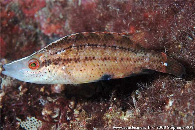 Symphodus rostratus - sublet Symphodus rostratus - sublet