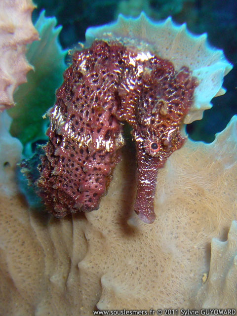 Hippocampus reidi - hippocampe à long nez Hippocampus reidi - hippocampe à long nez