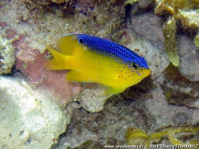 Stegastes leucostictus - beau grégoire Stegastes leucostictus - beau grégoire