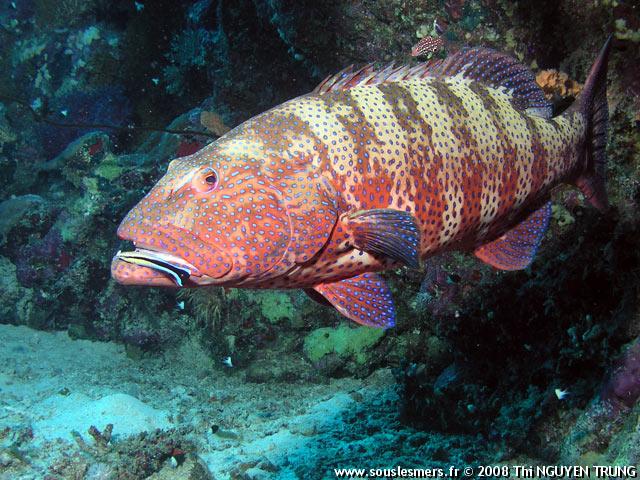 Plectropomus pessuliferus - mérou corallien de mer Rouge Plectropomus pessuliferus - mérou corallien de mer Rouge