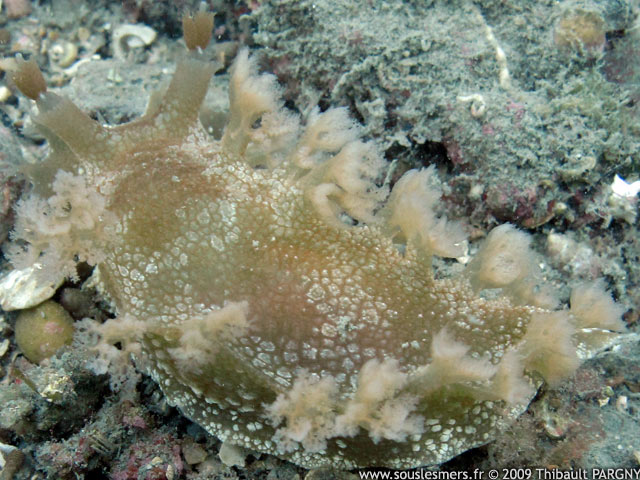 Marionia blainvillea - marionia Marionia blainvillea - marionia