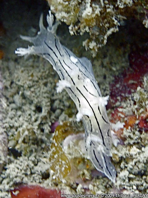 Tritonia striata - tritonia rayée Tritonia striata - tritonia rayée