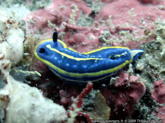 Hypselodoris tricolor - doris tricolore Hypselodoris tricolor - doris tricolore