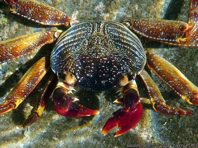 Grapsus tenuicrustatus - crabe coureur commun Grapsus tenuicrustatus - crabe coureur commun