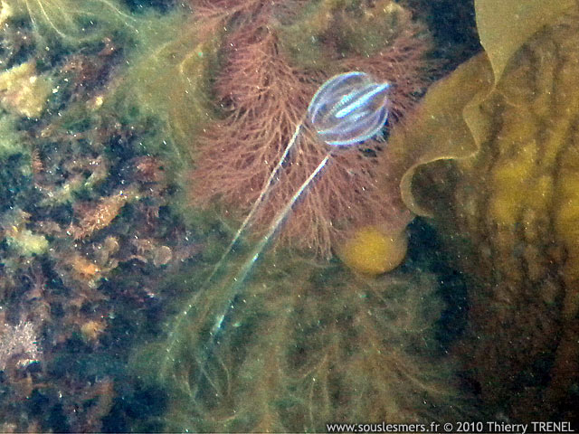 Pleurobrachia pileus - groseille de mer Pleurobrachia pileus - groseille de mer