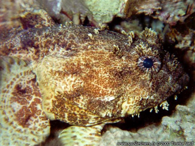 Thalassothia cirrhosa - poisson crapaud de mer Rouge Thalassothia cirrhosa - poisson crapaud de mer Rouge