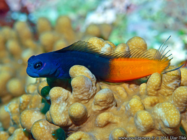Ecsenius bicolor - blennie bicolore Ecsenius bicolor - blennie bicolore