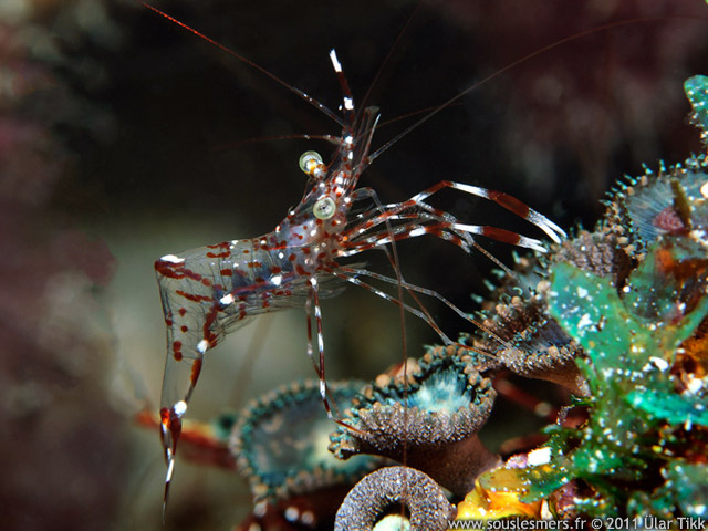 Urocaridella antonbruunii - crevette nettoyeuse de Bruun Urocaridella antonbruunii - crevette nettoyeuse de Bruun