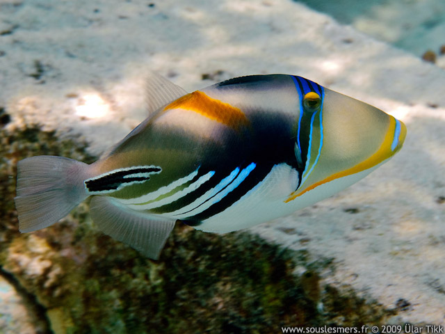 Rhinecanthus aculeatus - baliste picasso clair Rhinecanthus aculeatus - baliste picasso clair