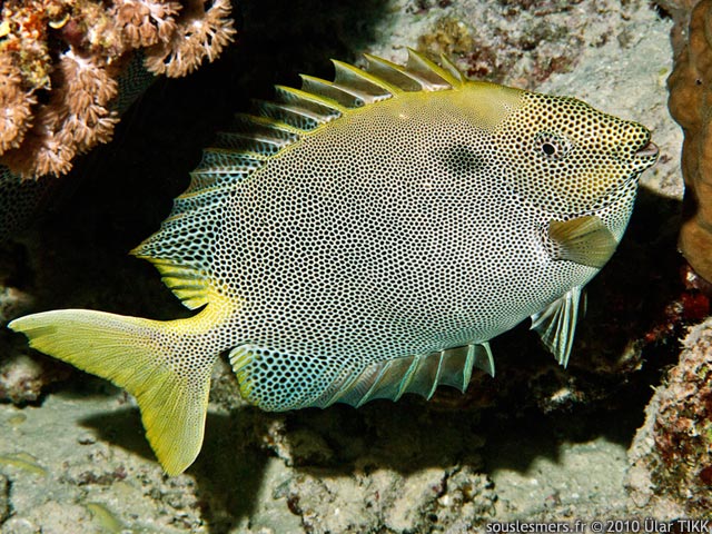 Siganus stellatus - poisson-lapin étoilé Siganus stellatus - poisson-lapin étoilé