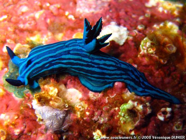 Tambja mullineri - polycère bleue rayée Tambja mullineri - polycère bleue rayée