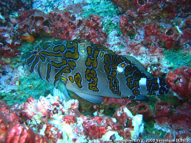 Cirrhitus rivulatus - poisson-faucon orné Cirrhitus rivulatus - poisson-faucon orné