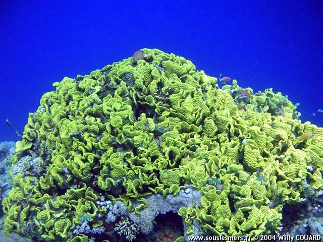Turbinaria reniformis - corail feuille Turbinaria reniformis - corail feuille