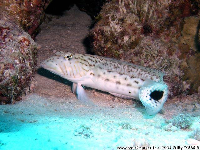 Parapercis hexophthalma - perche de sable Parapercis hexophthalma - perche de sable