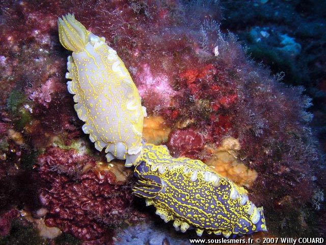 Hypselodoris picta picta - doris géante Hypselodoris picta picta - doris géante