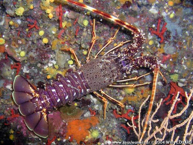 Palinurus elephas - langouste rouge Palinurus elephas - langouste rouge