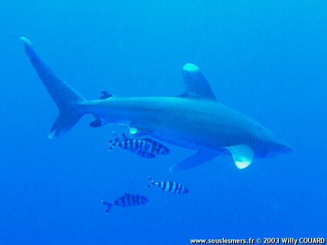 Carcharhinus longimanus - requin océanique Carcharhinus longimanus - requin océanique
