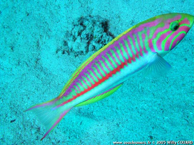 Thalassoma rueppellii - girelle-paon de mer Rouge Thalassoma rueppellii - girelle-paon de mer Rouge