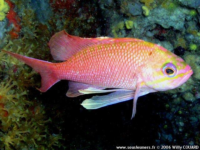 Anthias anthias - anthias Anthias anthias - anthias