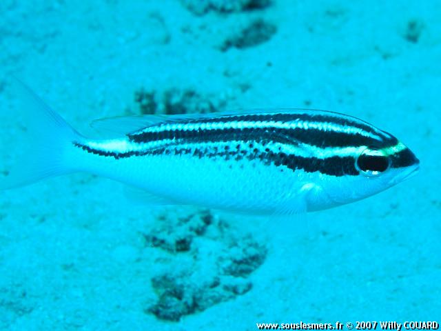 Scolopsis ghanam - mamila arabe Scolopsis ghanam - mamila arabe