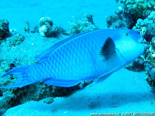 Chlorurus gibbus - perroquet bossu bleu Chlorurus gibbus - perroquet bossu bleu