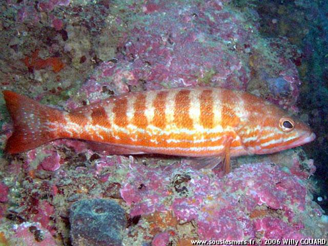 Serranus cabrilla - serran chevrette Serranus cabrilla - serran chevrette