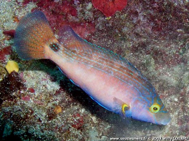 Symphodus mediterraneus - crénilabre méditerranéen Symphodus mediterraneus - crénilabre méditerranéen