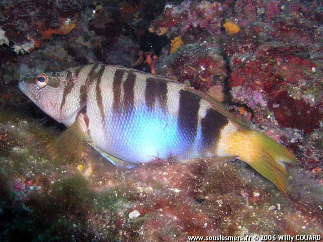 Serranus scriba - serran-écriture Serranus scriba - serran-écriture