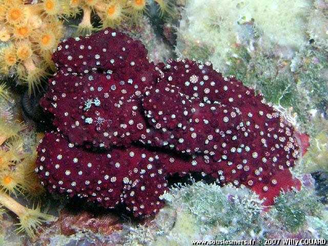 Alcyonium acaule - alcyon méditerranéen Alcyonium acaule - alcyon méditerranéen