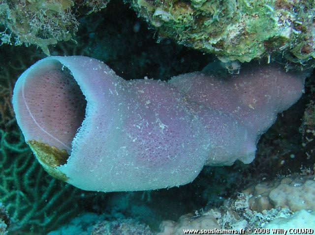 Haliclona fascigera - grande éponge tubulaire Haliclona fascigera - grande éponge tubulaire