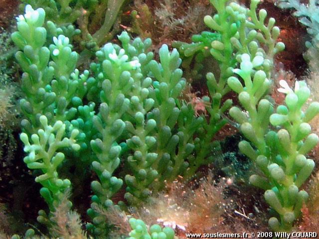 Caulerpa racemosa - caulerpe à billes Caulerpa racemosa - caulerpe à billes