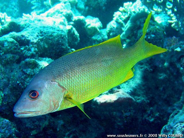 Lutjanus monostigma - vivaneau églefin Lutjanus monostigma - vivaneau églefin