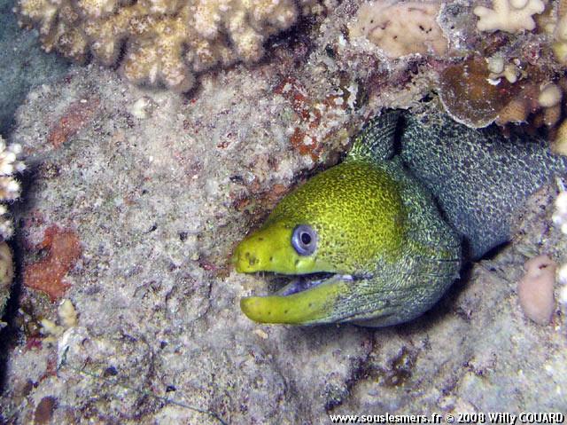 Gymnothorax undulatus - murène ondulante Gymnothorax undulatus - murène ondulante
