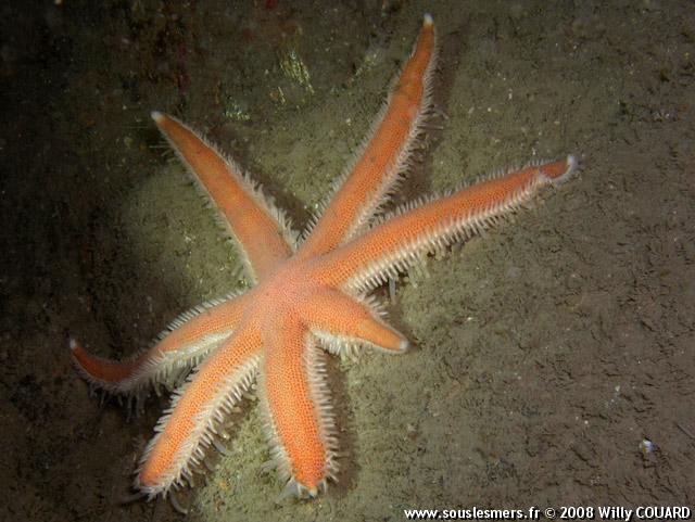 Luidia ciliaris - luidia Luidia ciliaris - luidia