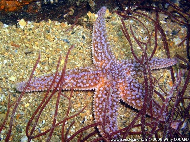 Asterias rubens - étoile de mer commune Asterias rubens - étoile de mer commune