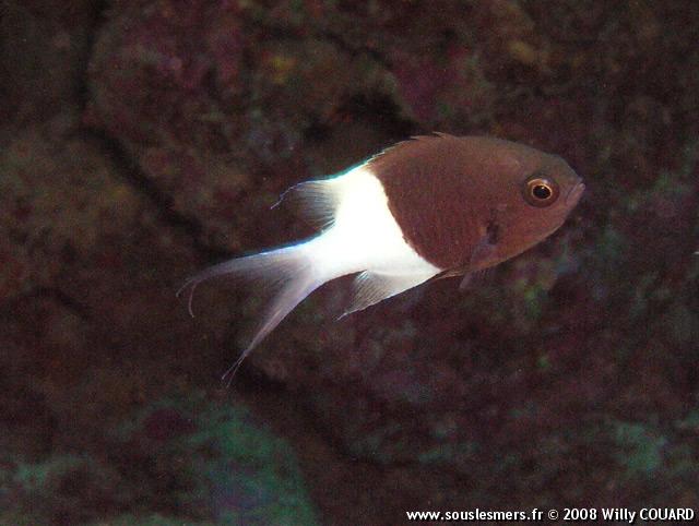 Chromis dimidiata - castagnole bicolore Chromis dimidiata - castagnole bicolore