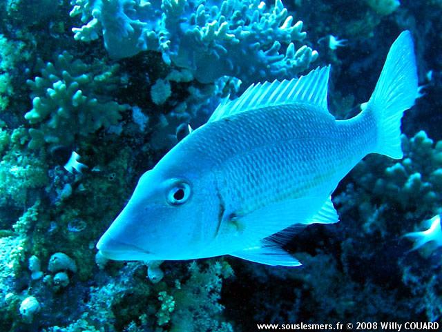 Lethrinus obsoletus - empereur à bandes oranges Lethrinus obsoletus - empereur à bandes oranges