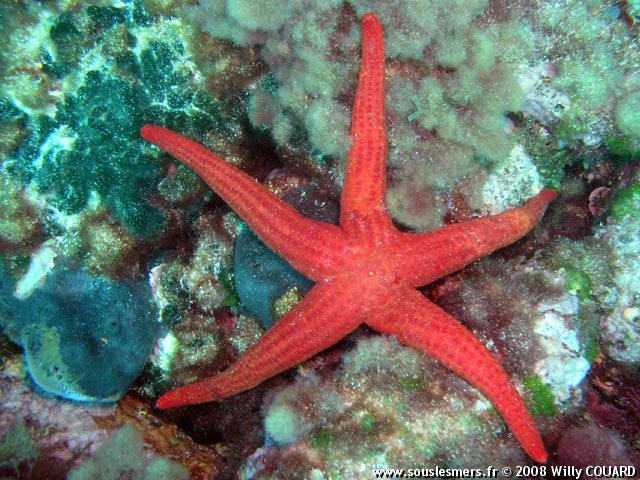 Hacelia attenuata - étoile de mer lisse Hacelia attenuata - étoile de mer lisse