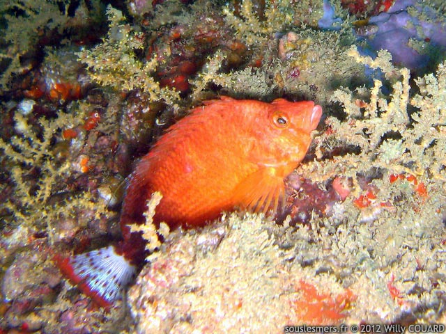 Cirrhitichthys calliurus - poisson-faucon d'Oman Cirrhitichthys calliurus - poisson-faucon d'Oman
